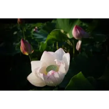 Natural Lotus Plant