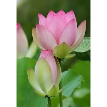  Lotus Plant