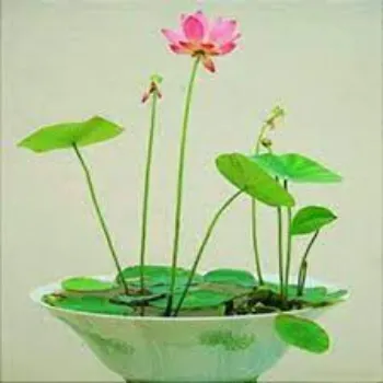 Fresh Lotus Plants