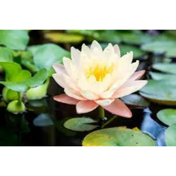 Natural Lotus Plants