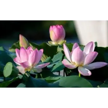 Organic Lotus Plant