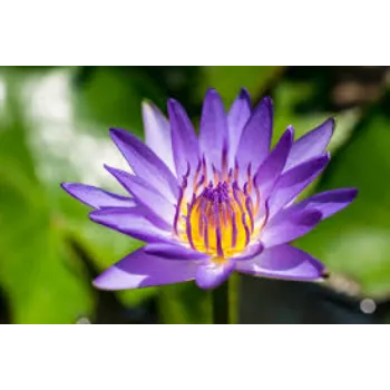 Organic Lotus  Plant