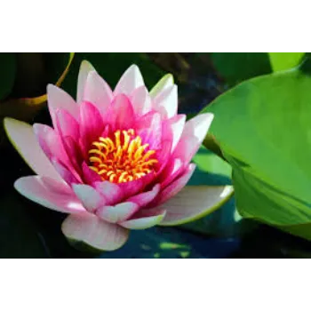 Fresh Lotus Plant