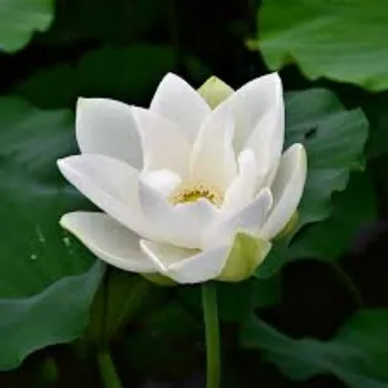 Lotus Flower Plants
