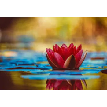 Natural Lotus Plant Manufacturer