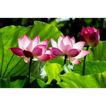 Organic Lotus Plants Manufacturer
