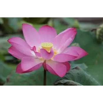 Fresh Lotus Plant Exporter
