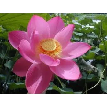 Organic Lotus Plant