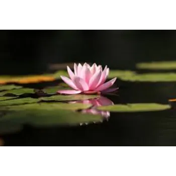 Natural Lotus Plants