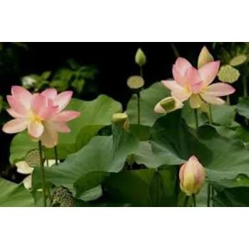 Natural Lotus Plant