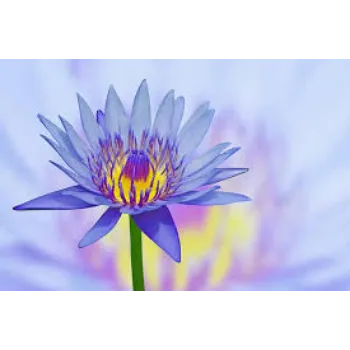 Organic Lotus Plants