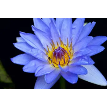 Natural Lotus Plant