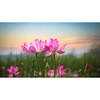 Organic Lotus Plant