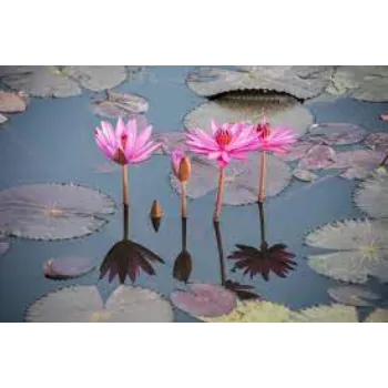 Natural Lotus Plants