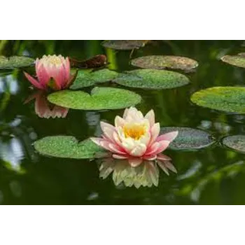 Organic Lotus Plants