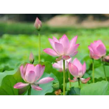 Natural Lotus Plants