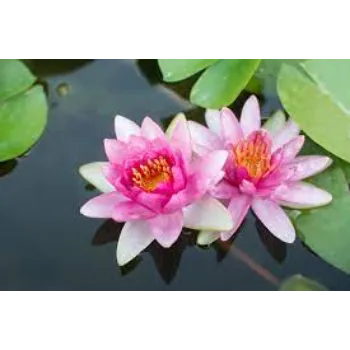 Fresh Lotus Plants