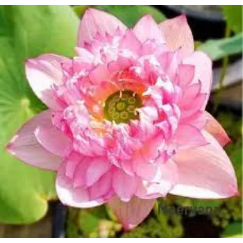Common Lotus Plants