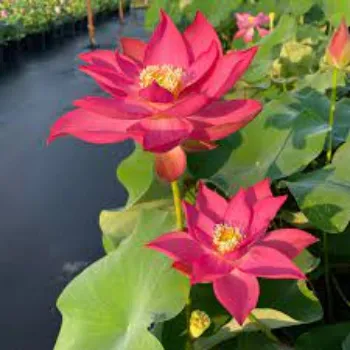 Natural Lotus Plants