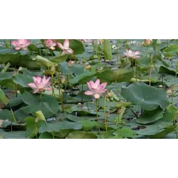 Natural Lotus Plants