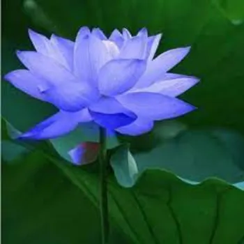 Common Lotus Plants