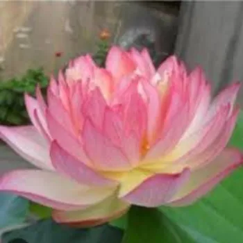Organic Lotus Plants