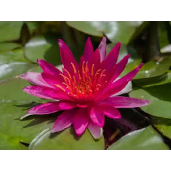 Natural Lotus Plants