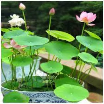 Organic Lotus Plants