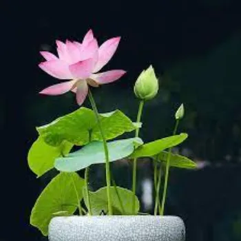 Natural Lotus Plants