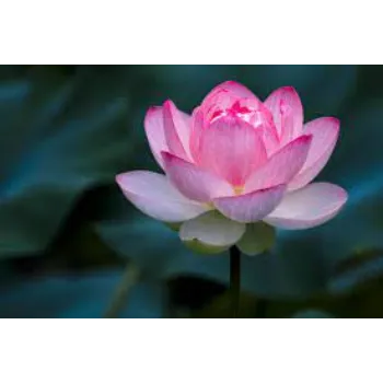 Natural Lotus Plants