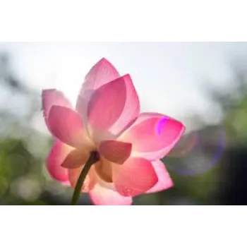 Organic Lotus Plant
