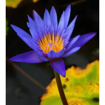 Organic Lotus Plant