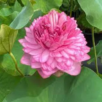 Common Lotus  Plant
