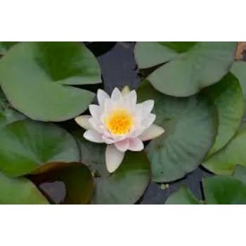 Organic Lotus Plant