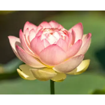 Organic Lotus Plant Manufacturer