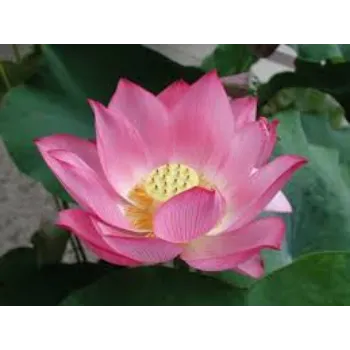 Common Lotus  Plant