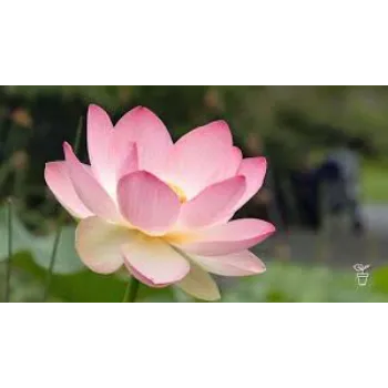 Organic Lotus Plant Manufacturer