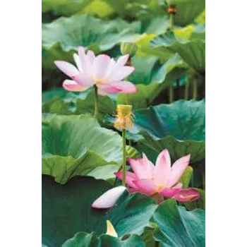 Lotus Plant Exporter