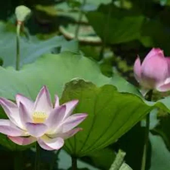 Natural Lotus Plants Manufacturer