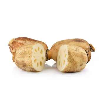 Fresh Lotus Root