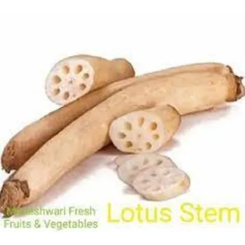 Common Lotus Root