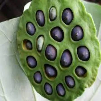 Lotus Seeds Kamal Gatta