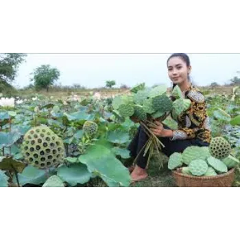 Natural Lotus Seed