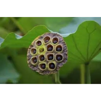 Organic Lotus Seed
