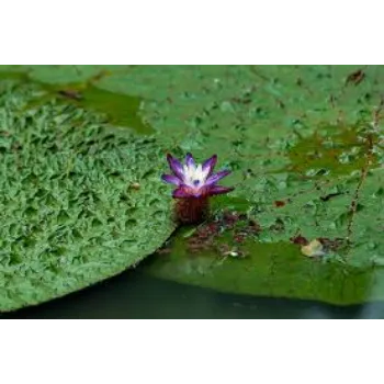 Organic Lotus Seed