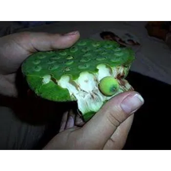 Organic Lotus Seed
