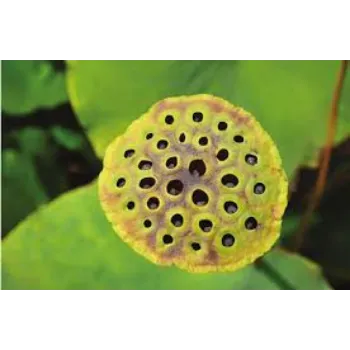 Organic Lotus Seed