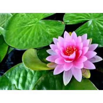 Fresh Lotus Flowers