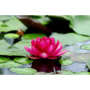 Lotus Plant Manufacturer