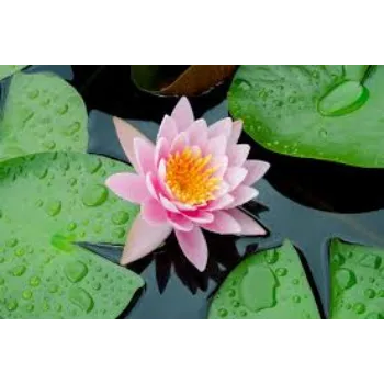 Fresh Lotus Flowers